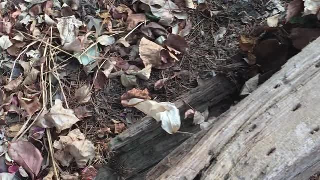 Wolf Spider With Babies on Her Back