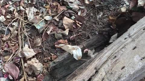 Wolf Spider With Babies on Her Back