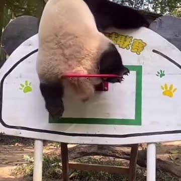 How Panda bear plays basketball