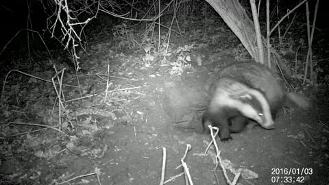 More badgers on Night Cam