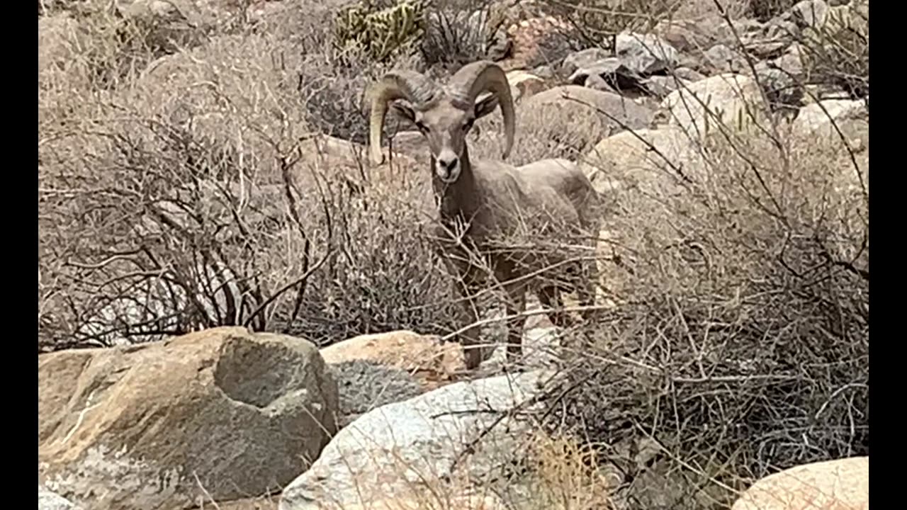 Communicate using pictures. (Big Horn Sheep)