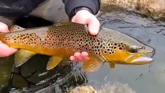browns, browns and more browns!