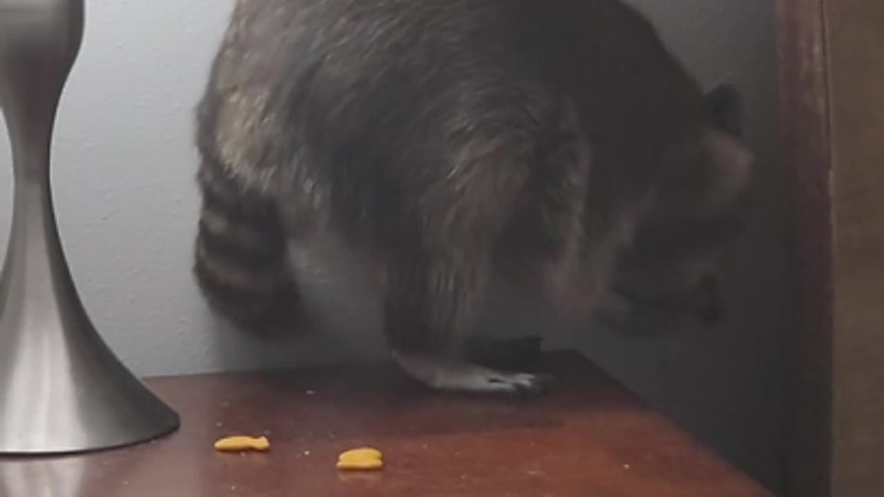 Raccoon Eats Goldfish Crackers