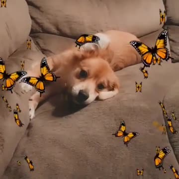 Adorable dog play with butterfly