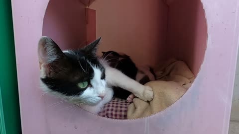 Mother cat cuddling her kittens while feeding them is so cute