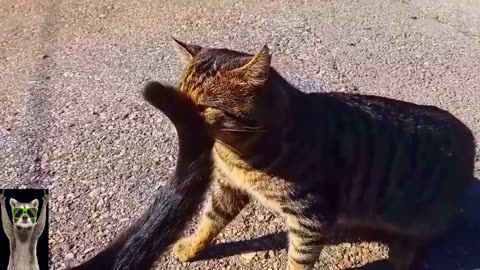 New Funny Animals Video 2023 _ Funniest Cats and Dogs Videos _ New Funny Video Of Cat And Dogs