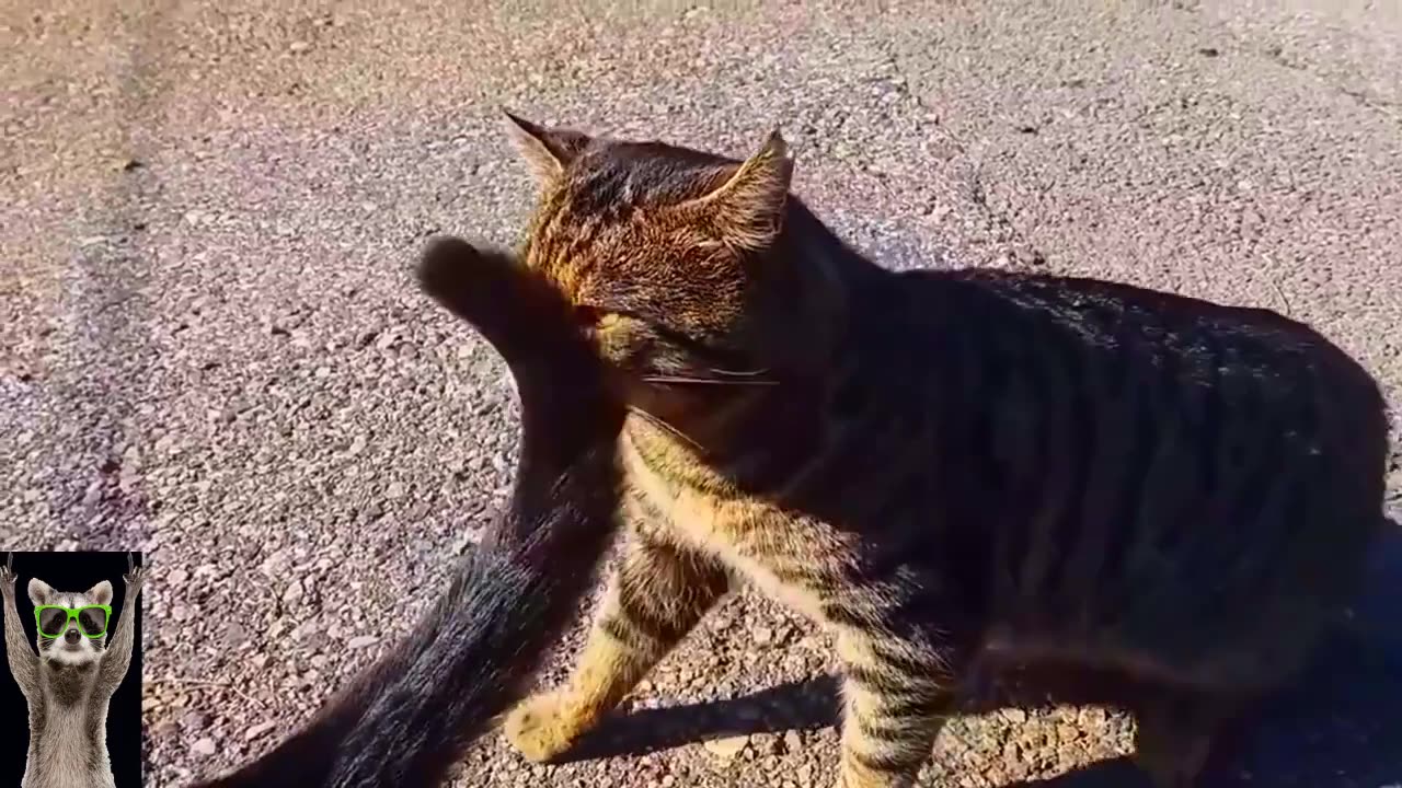 New Funny Animals Video 2023 _ Funniest Cats and Dogs Videos _ New Funny Video Of Cat And Dogs