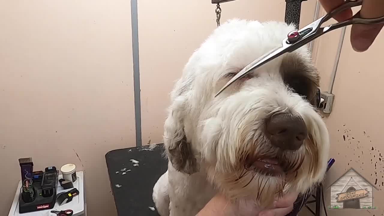 Grooming a Portuguese Water Dog