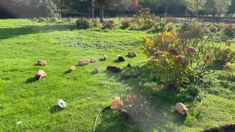 Guinea pigs exit and enter the tube