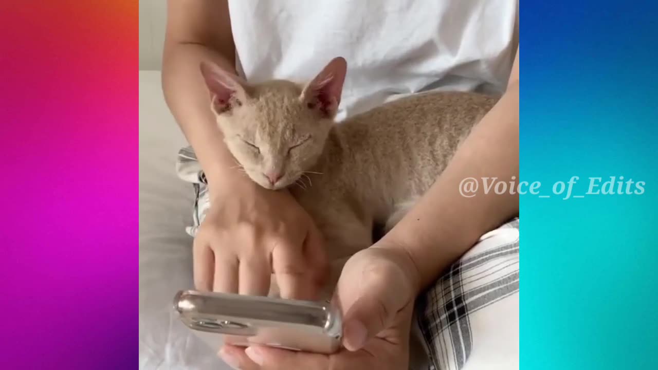 Funny Animal Videos acting cats so laughing