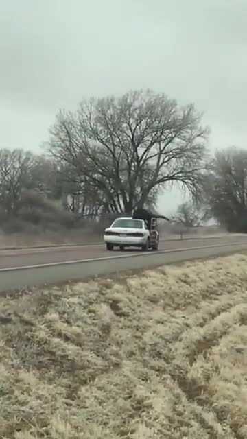 A Bull Riding Shotgun 🟠⚪🟣The NPC Show