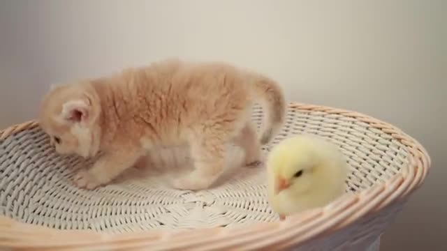 Kittens walk with a tiny chicken