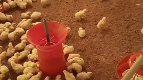 Poultry farm video