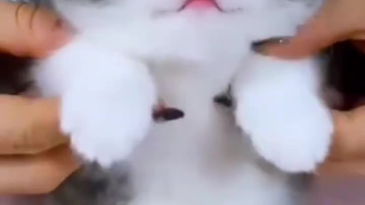 Cute cat