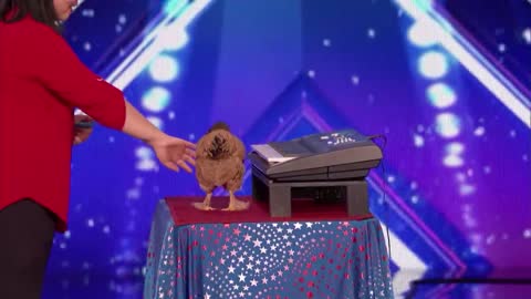 Jokgu of the Flockstars: Chicken Plays Patriotic Tune on Keyboard - America's Got Talent 2017