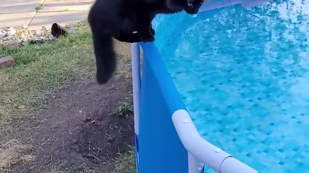 Cat goes swimming😂🐈‍⬛