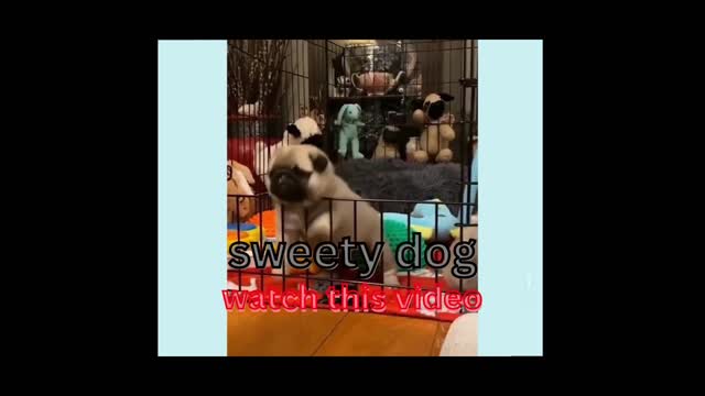 lovely dogs videos