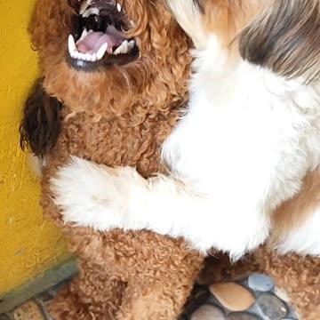 Hachico love Poodle and they are grow together