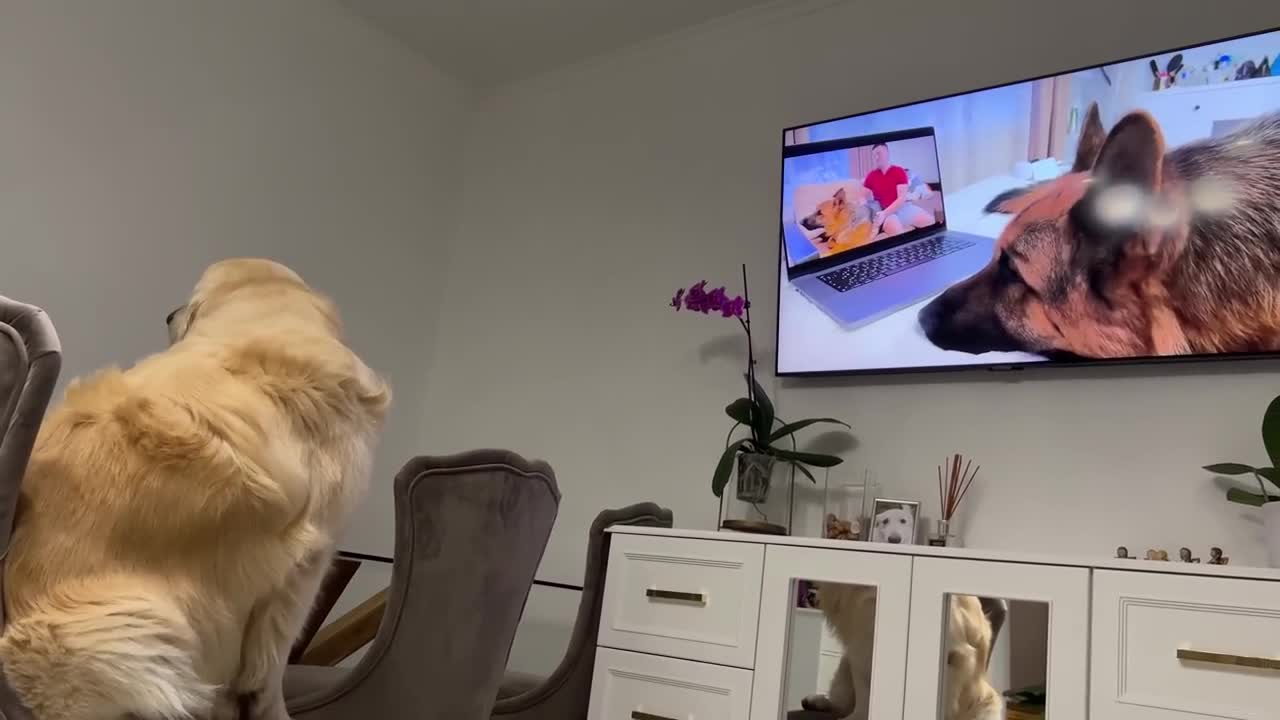 Confused Golden Retriever Recognized the German Shepherd Rocky on TV!