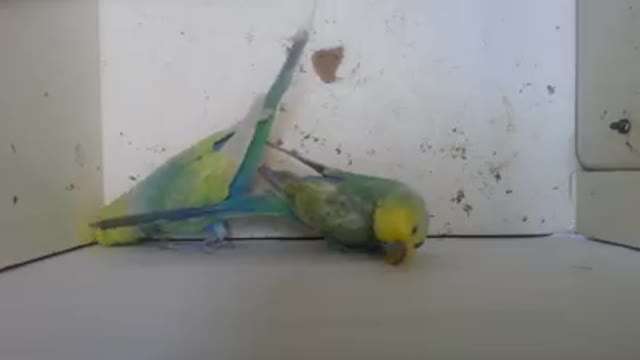 They're the couple, Bella and Coco, and they're in a really bad mood