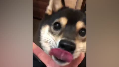 Shiba Inu who obeys orders
