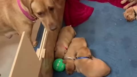 Cute and funny baby dogs Videos