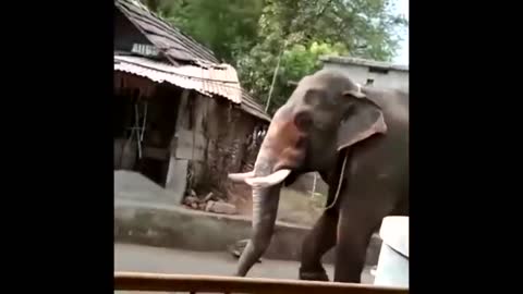 MUST SEE..! Crazy Indian Elephant Attack....