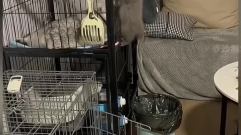 funny video with animals