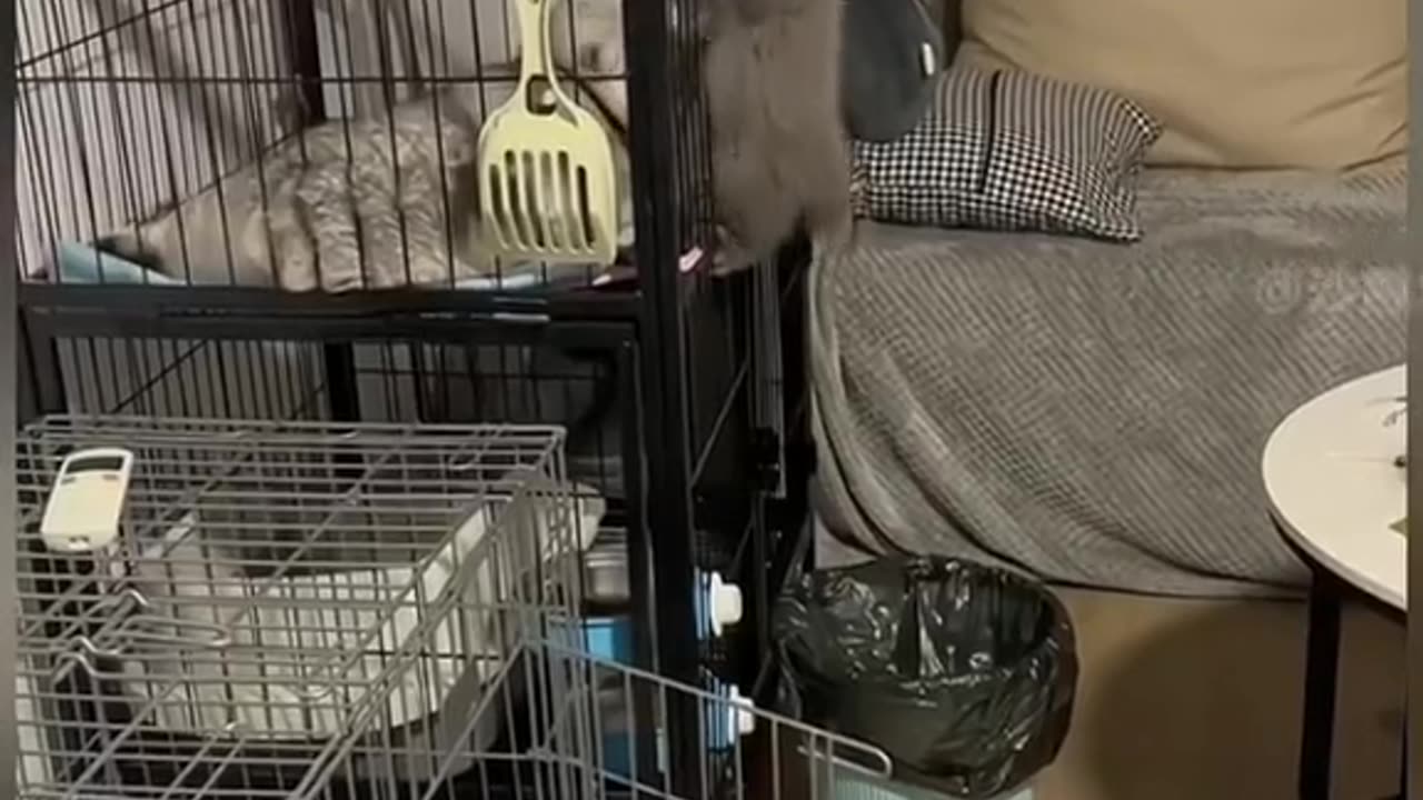 funny video with animals