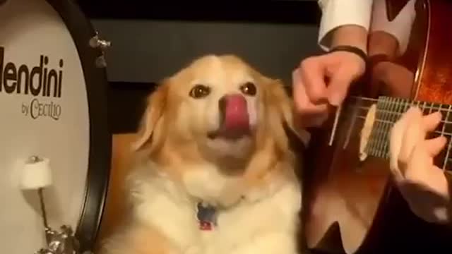I LAUGHED FOR HALF AN HOUR / FUNNY ANIMALS, CATS, DOGS THE BEST JOKES 55