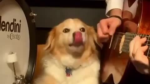 I LAUGHED FOR HALF AN HOUR / FUNNY ANIMALS, CATS, DOGS THE BEST JOKES 55
