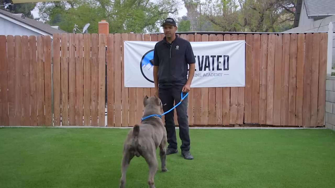 DOG TRAINING FUNDAMENTALS_ LESSON 1