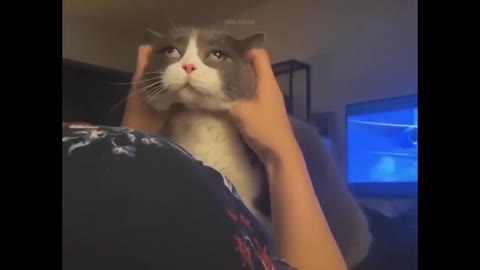 Funny animals