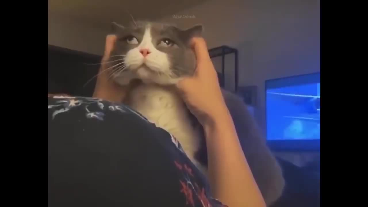 Funny animals