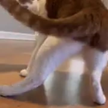 cat dancing