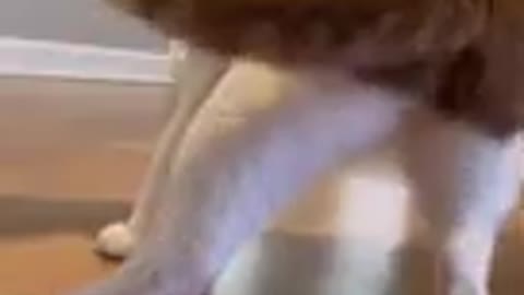 cat dancing
