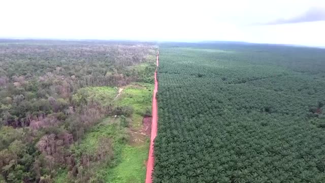 World leaders pledge to end deforestation by 2030