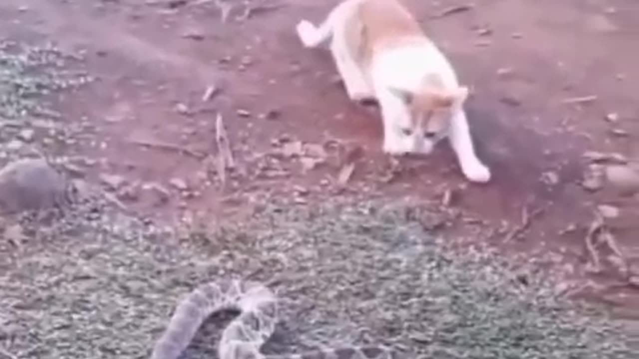 Animal Funny Videos part 4