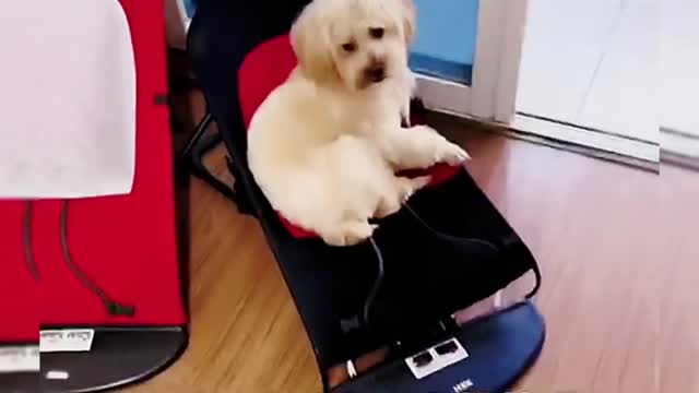 Cute pet funny video