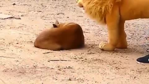 Trolls Fake Dog Prank and Tiger and Lion Pranks Funny