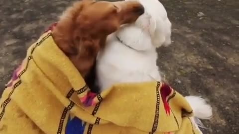 The two dogs showed their affection