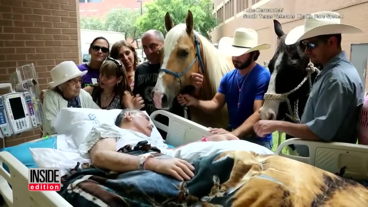 Horse Visits Dying Vietnam Veteran Owner For Heartfelt Goodbye