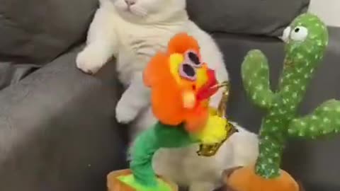 Cute cat funny video