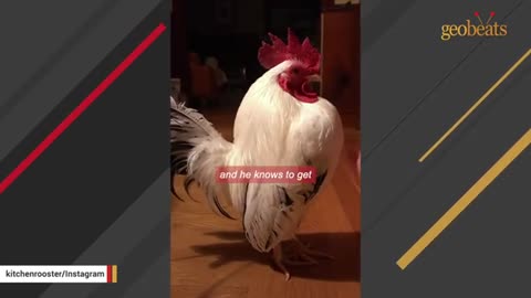 Chicken gets mad when my daughter goes to school