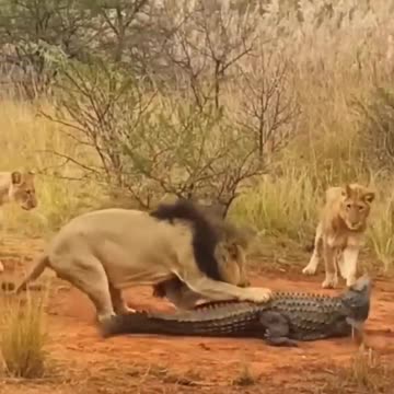 Many lions catch🐅vs🐊 crocodiles #shorts 2023