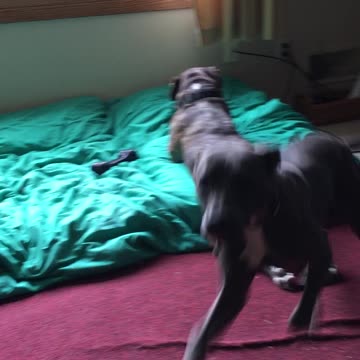 Dog runs from vacuum
