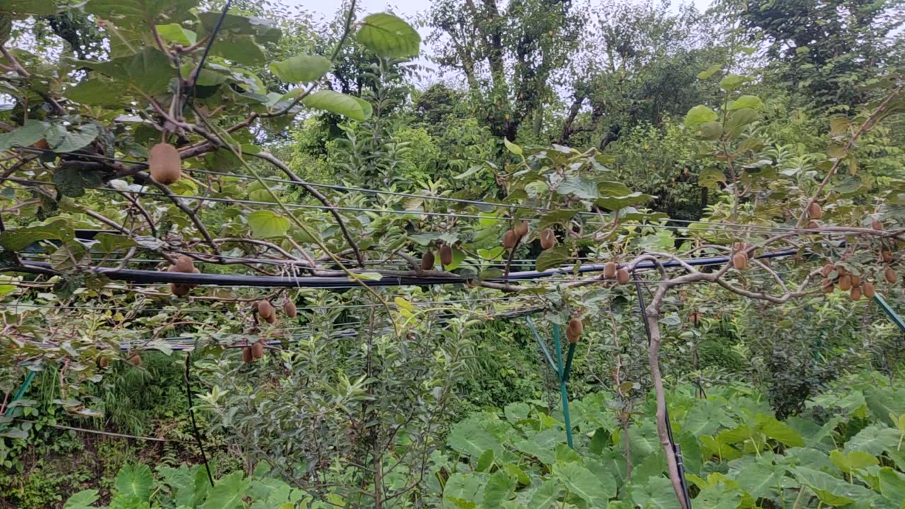 2 year fruiting kiwi in kasauli