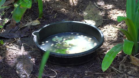 CatTV: Flamingo feeding