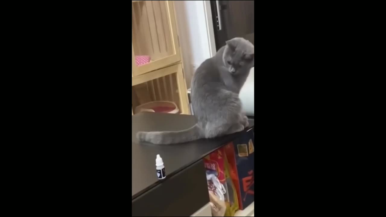 Funny cat video