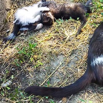 Cat and Her Little Kittens